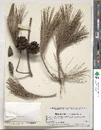 Pinus leiophylla image