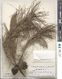 Pinus leiophylla image