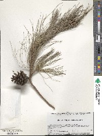 Pinus leiophylla image