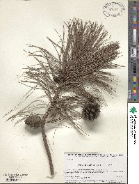 Pinus leiophylla image