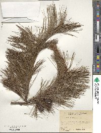 Pinus leiophylla image