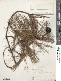 Pinus leiophylla image