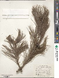 Pinus leiophylla image