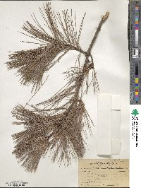 Pinus leiophylla image