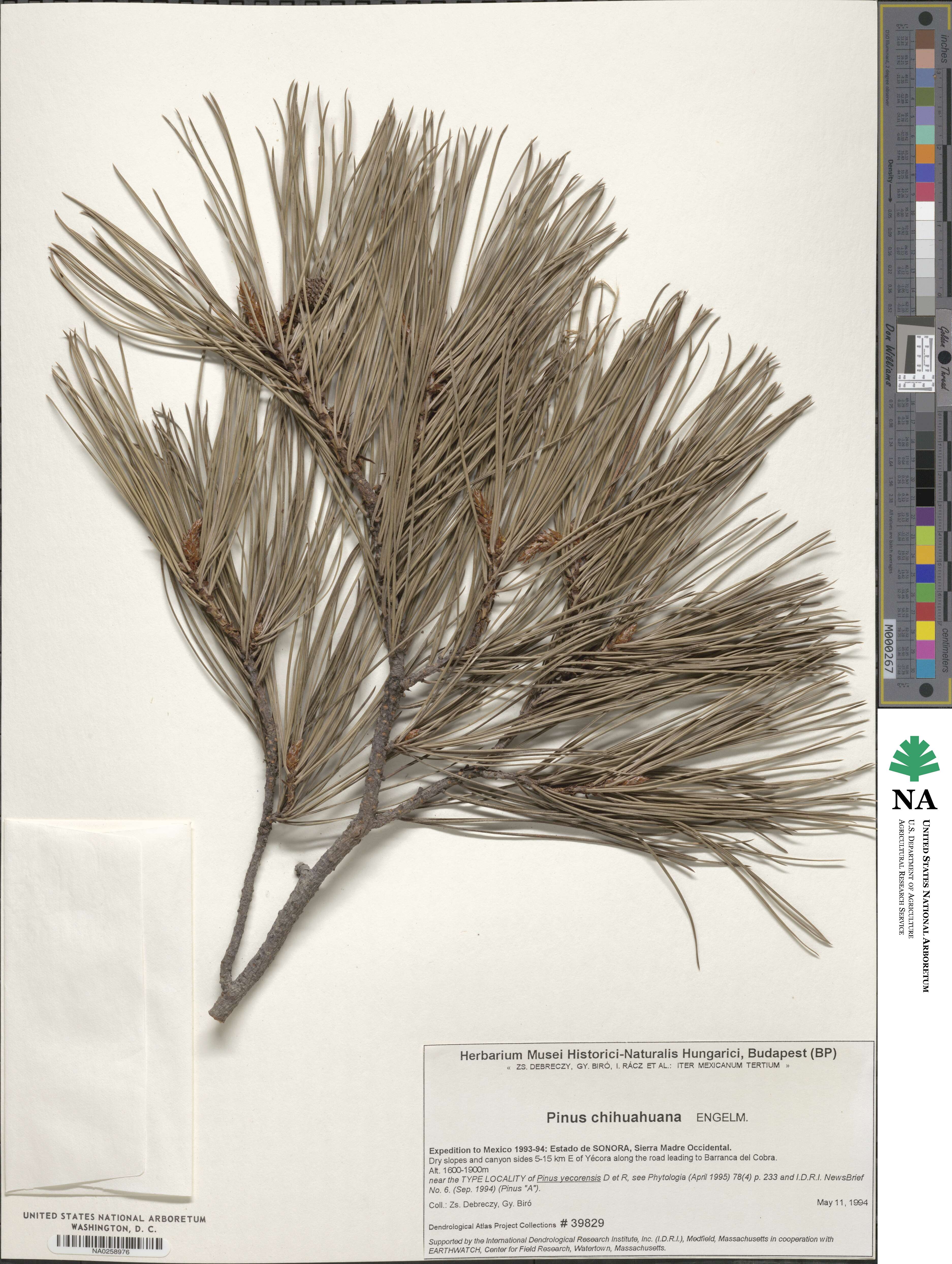 Pinus leiophylla var. chihuahuana image