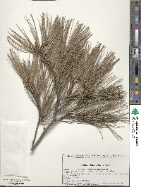 Pinus leiophylla image