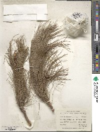 Pinus leiophylla image