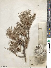 Pinus leiophylla image