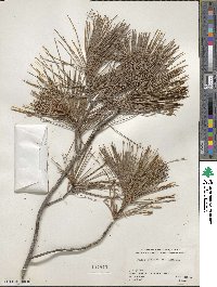 Pinus leiophylla image