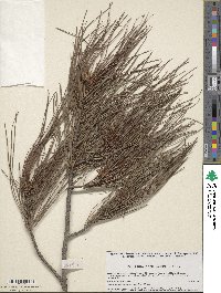 Pinus lumholtzii image