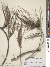 Pinus lumholtzii image