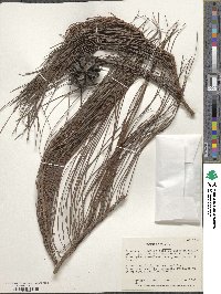 Pinus lumholtzii image