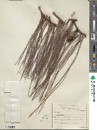 Pinus lumholtzii image