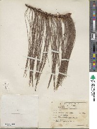 Pinus lumholtzii image