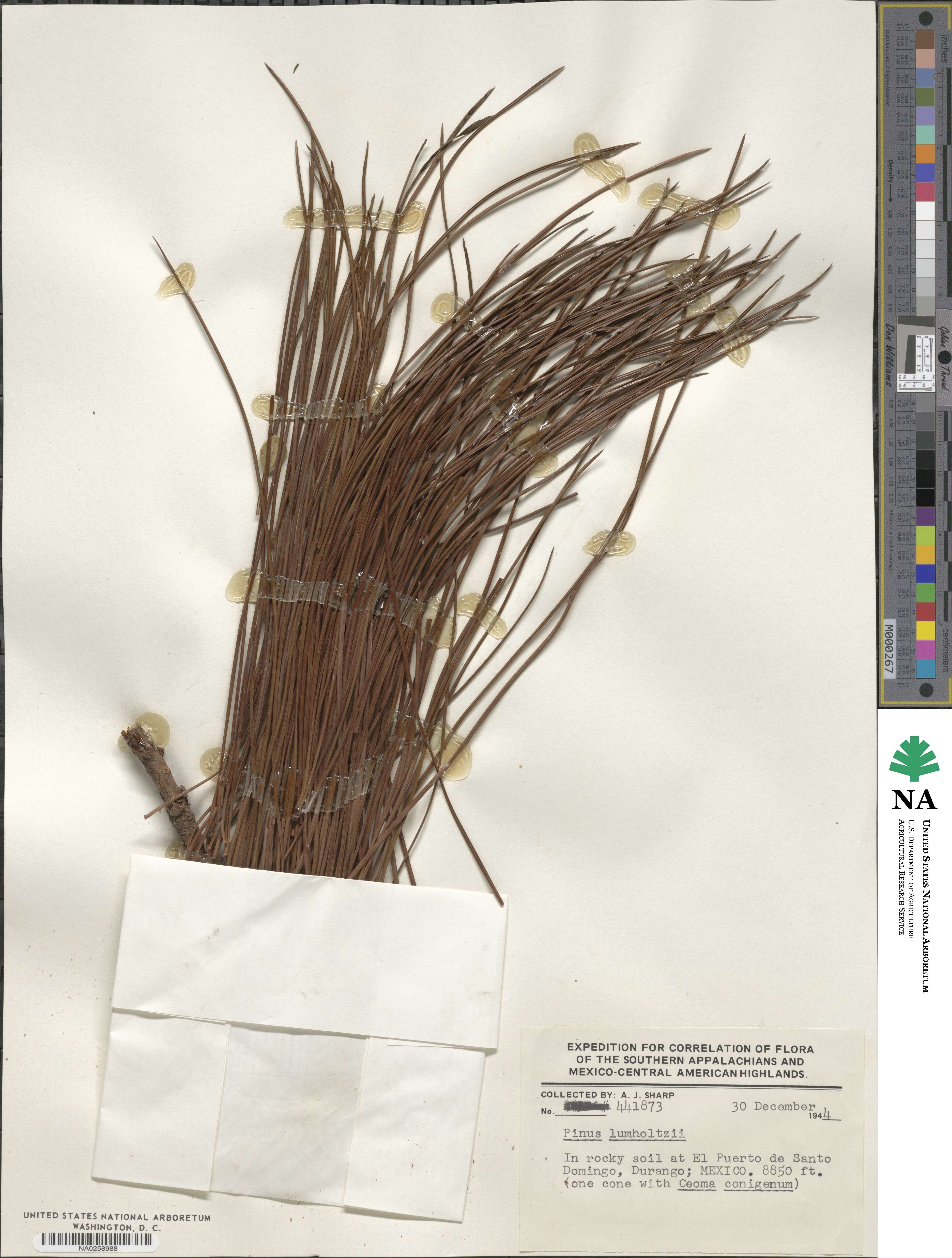 Pinus lumholtzii image