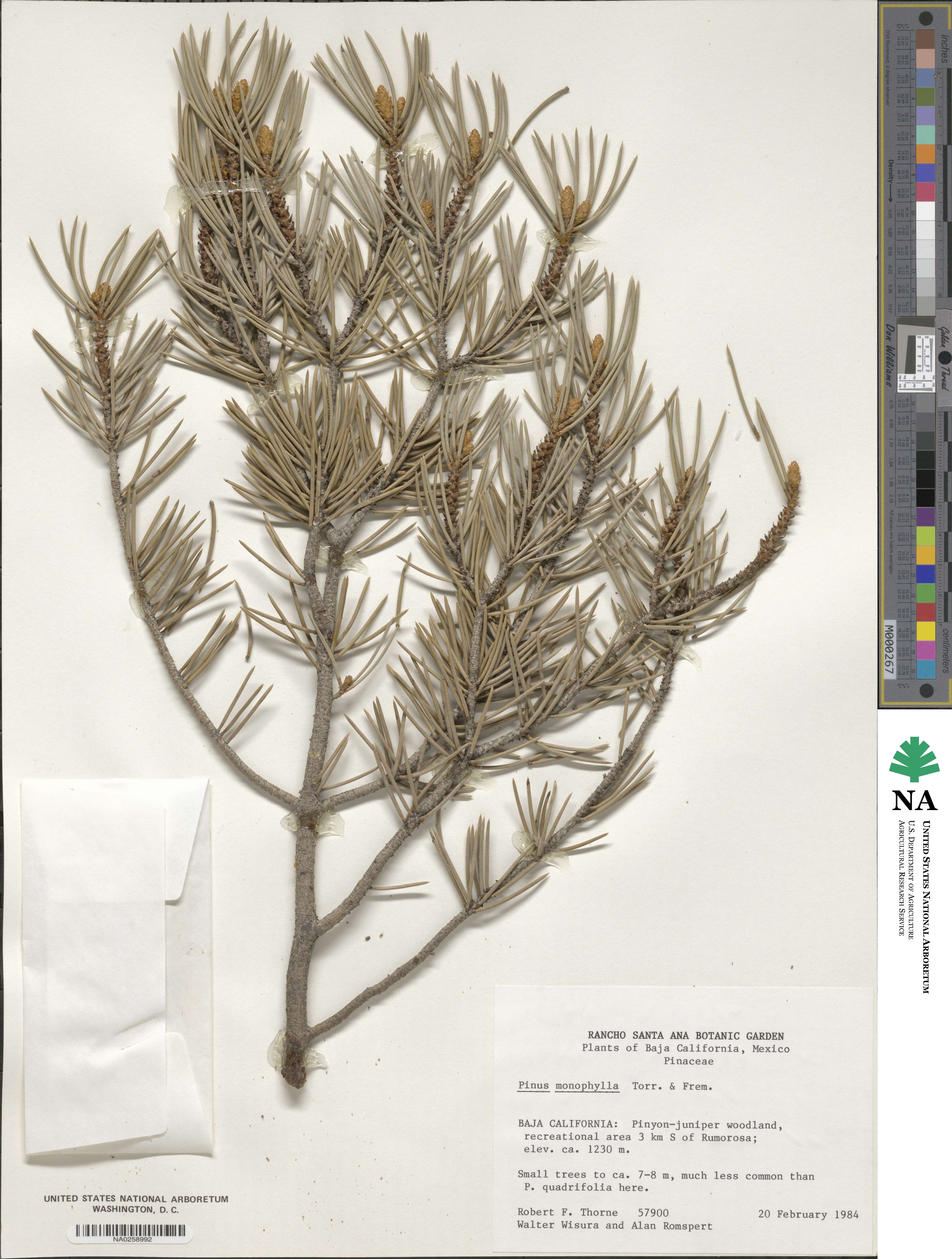 Pinus monophylla image