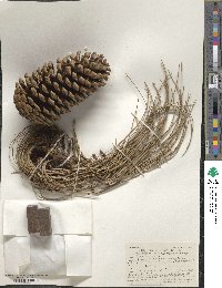 Pinus montezumae image