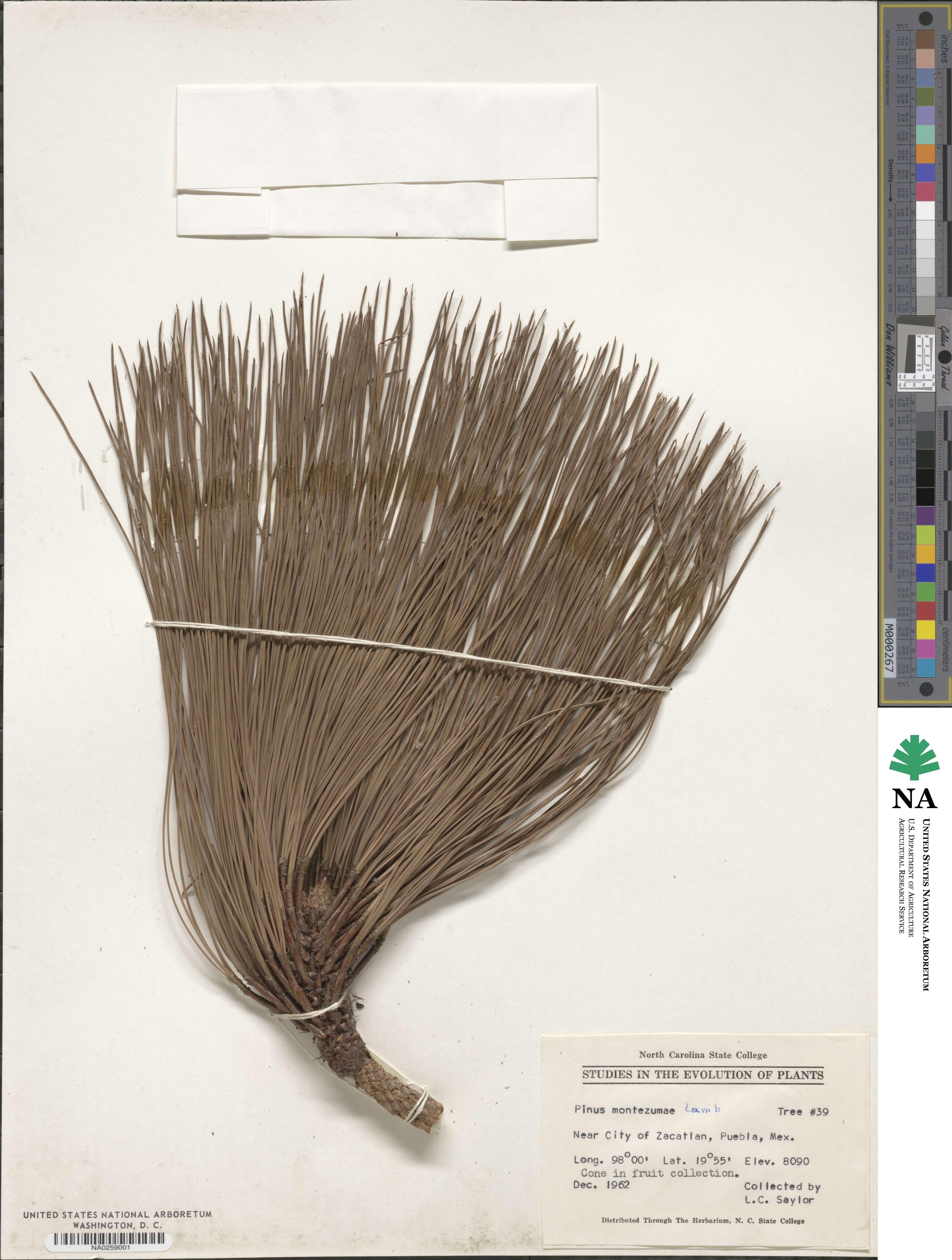 Pinus montezumae image