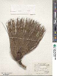 Pinus montezumae image