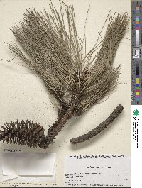 Pinus montezumae image