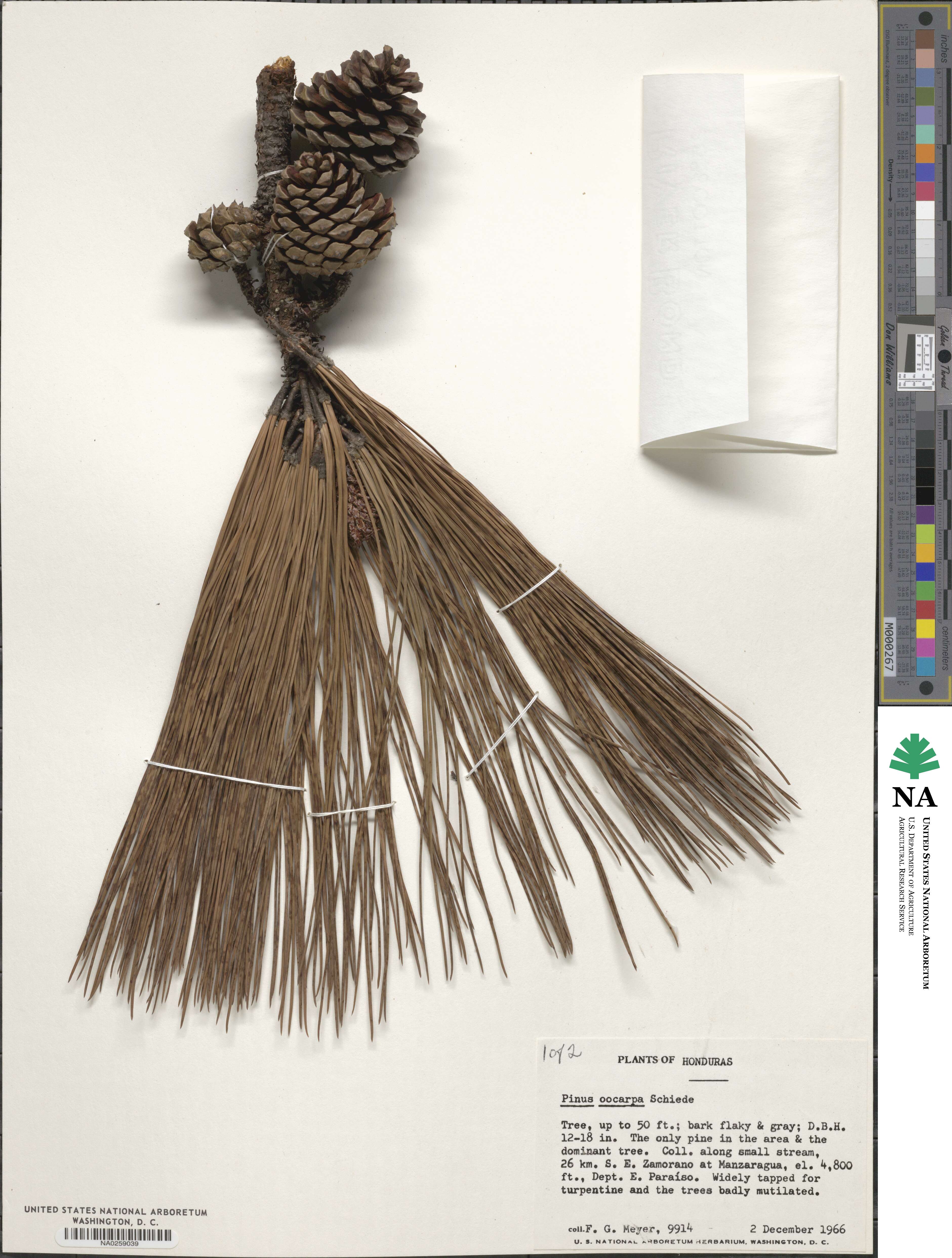Pinus oocarpa image
