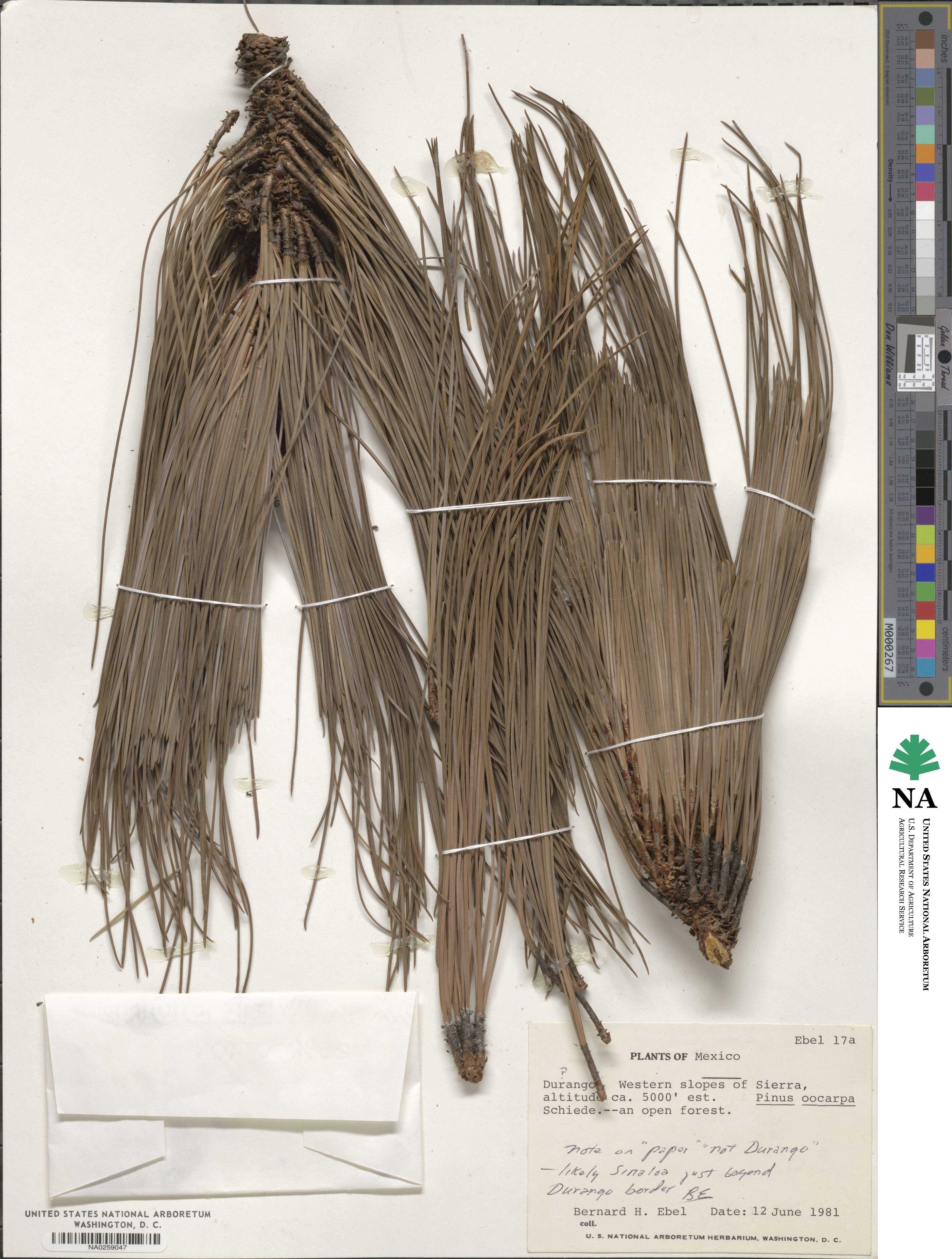 Pinus oocarpa image