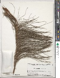 Pinus patula image