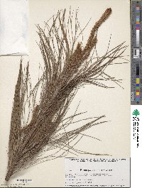 Pinus patula image