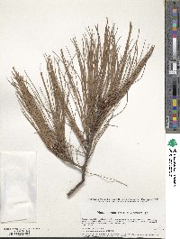 Pinus patula image