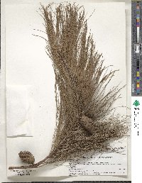 Pinus patula image