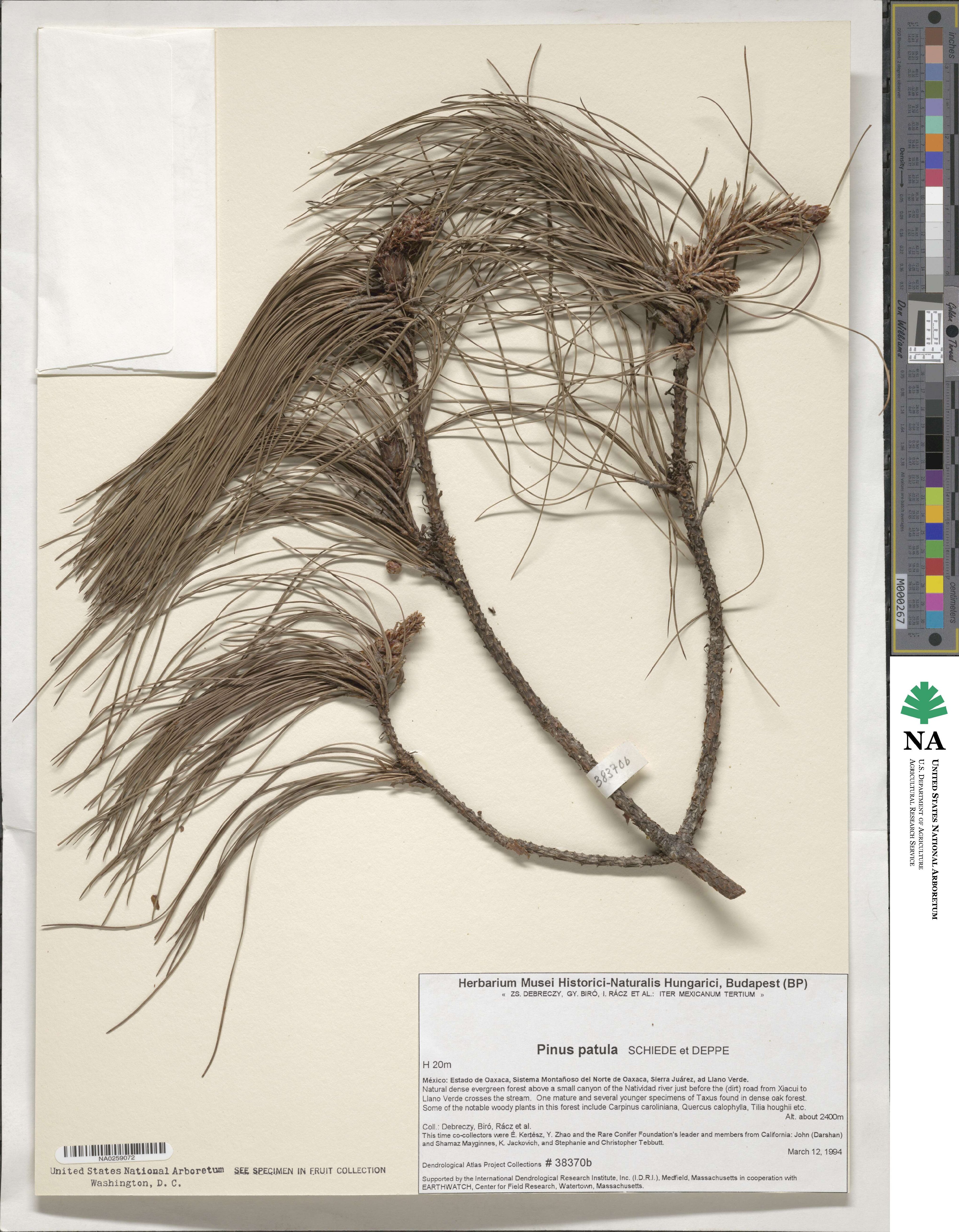 Pinus patula image