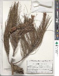 Pinus patula image