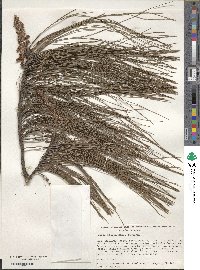Pinus patula image