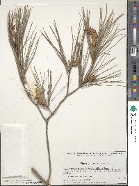 Pinus pinceana image