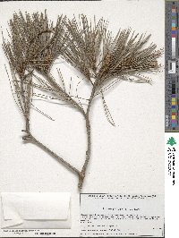 Pinus pinceana image