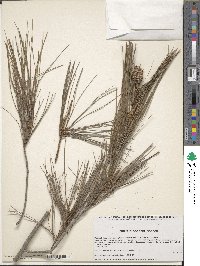 Pinus pinceana image