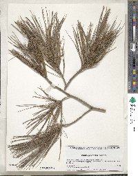 Pinus pinceana image