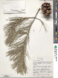 Pinus pinceana image