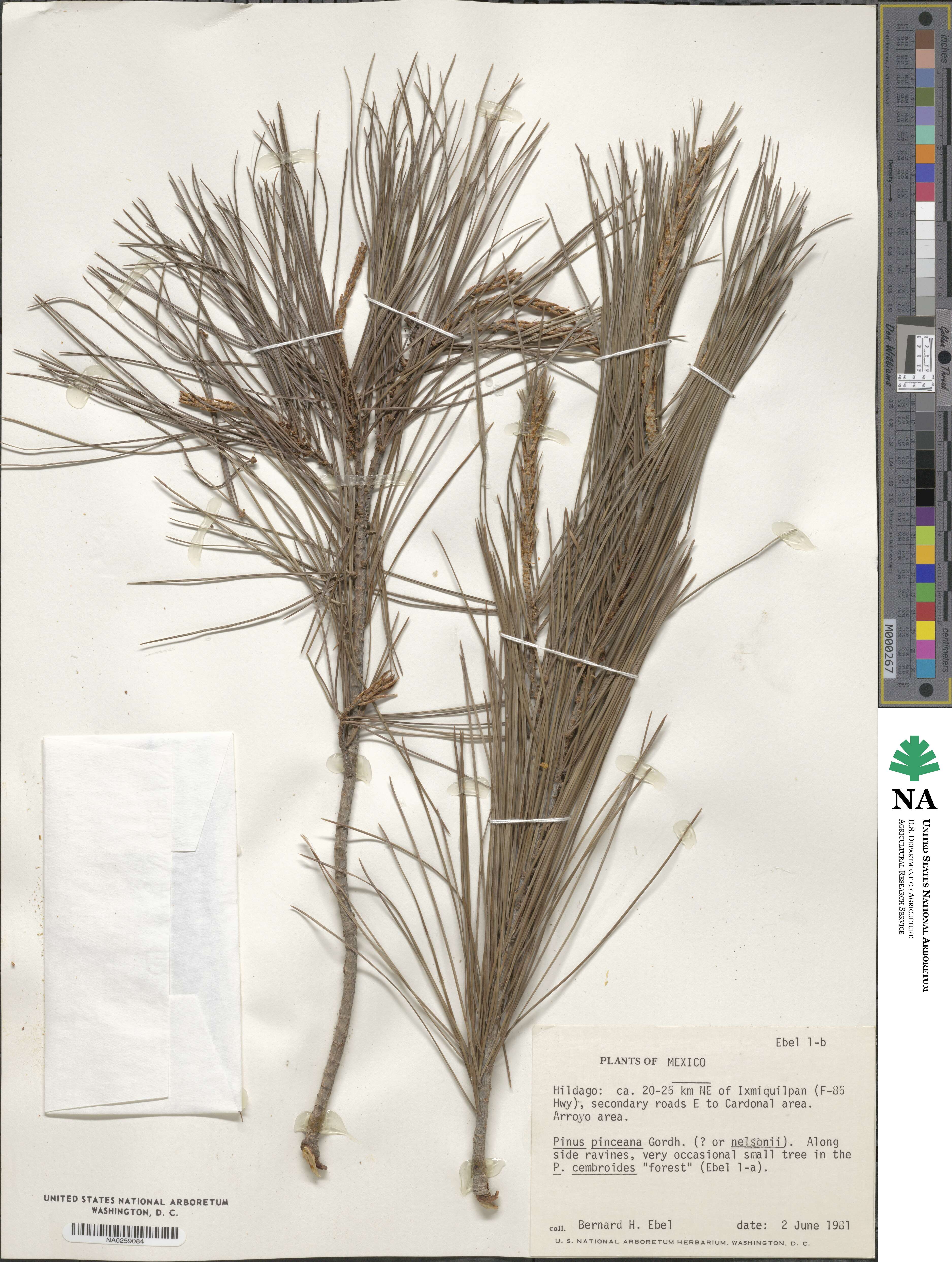 Pinus pinceana image