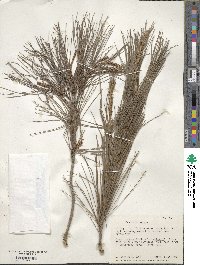 Pinus pinceana image