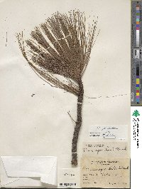 Pinus pseudostrobus image