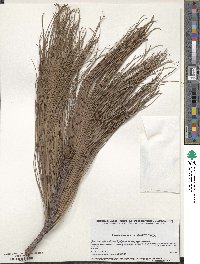 Pinus pseudostrobus image