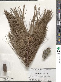 Pinus pseudostrobus var. apulcensis image