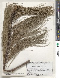 Pinus pseudostrobus image