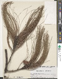 Pinus pseudostrobus var. apulcensis image