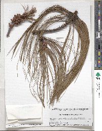 Pinus pseudostrobus var. apulcensis image