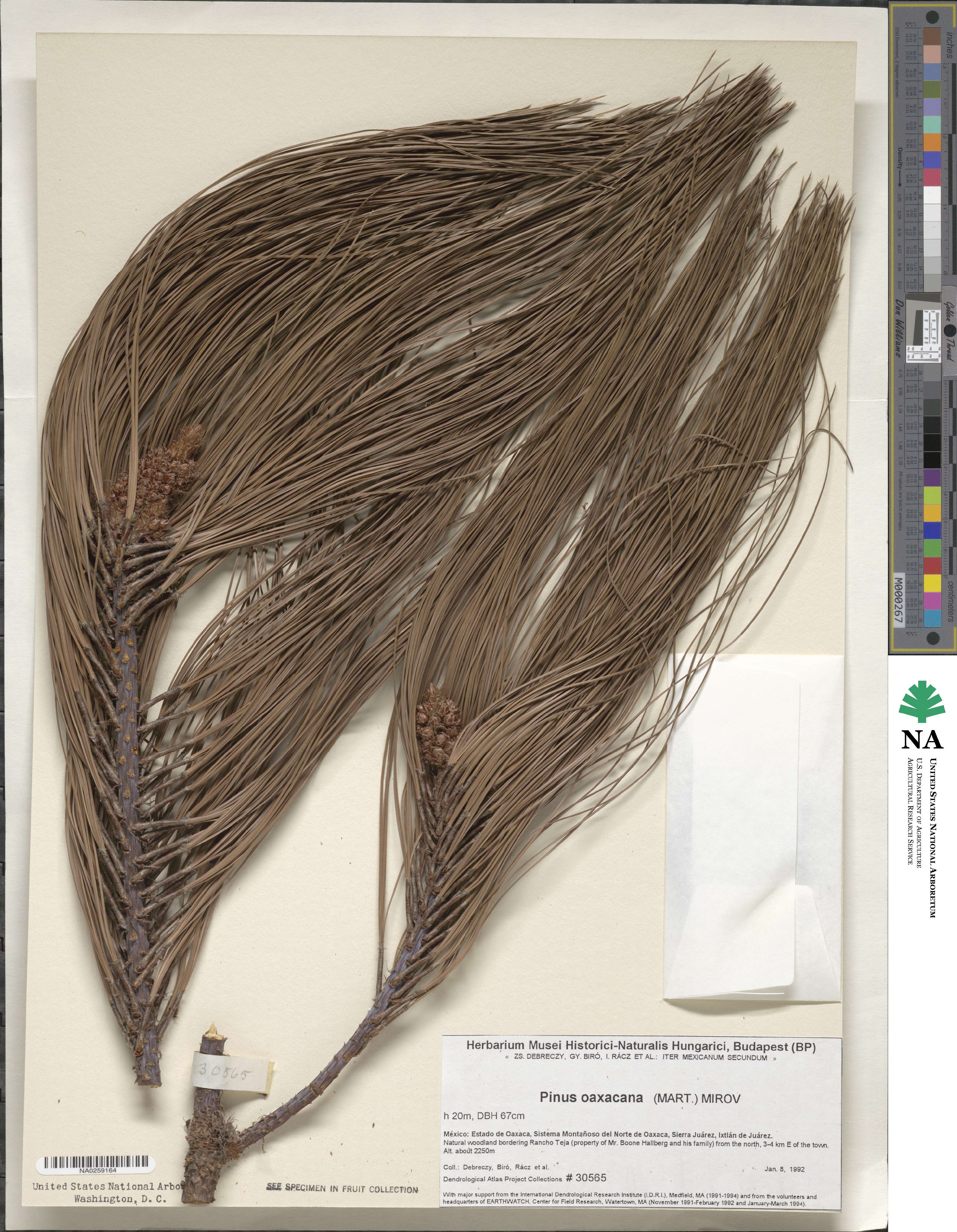 Pinus pseudostrobus var. apulcensis image