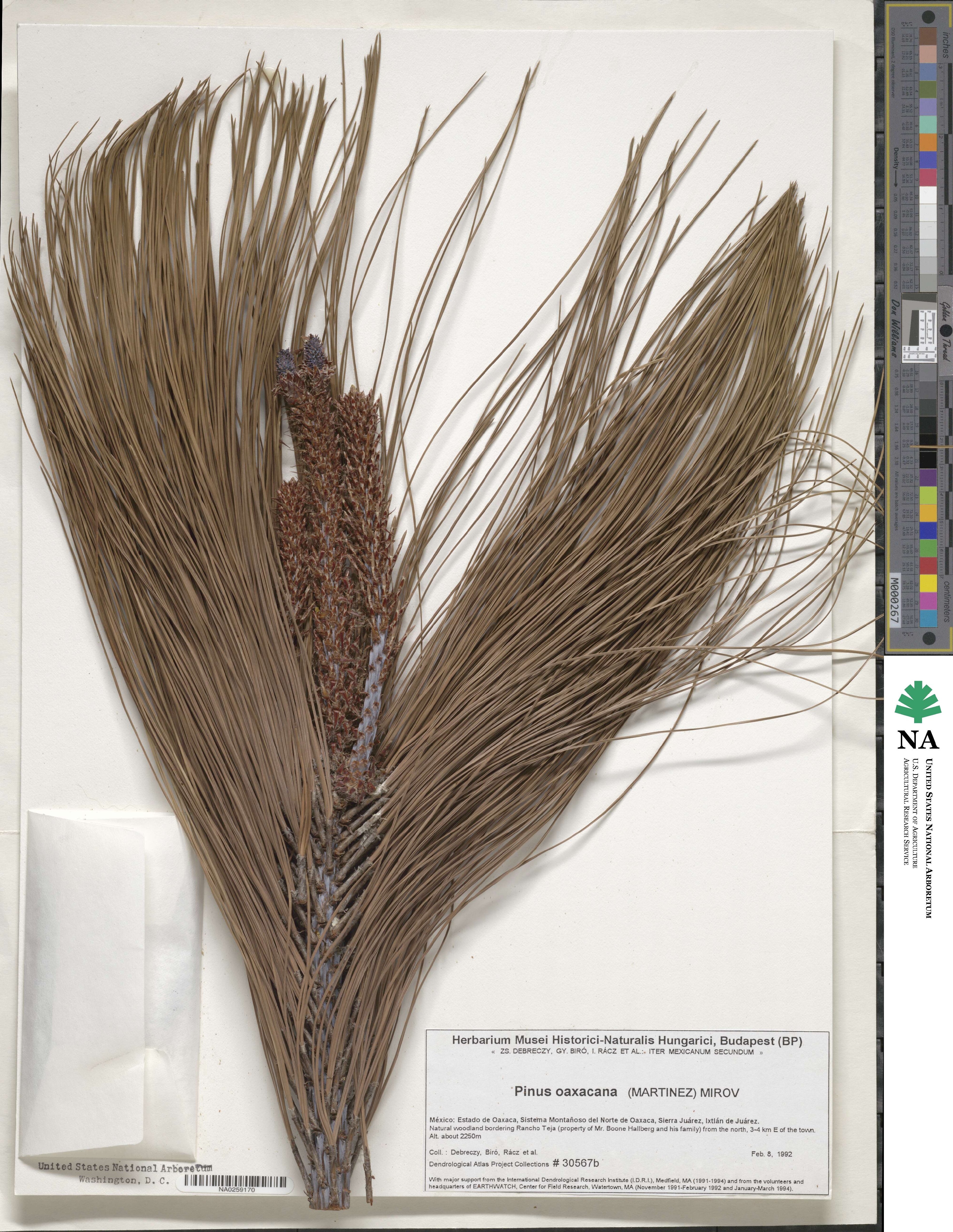Pinus pseudostrobus image