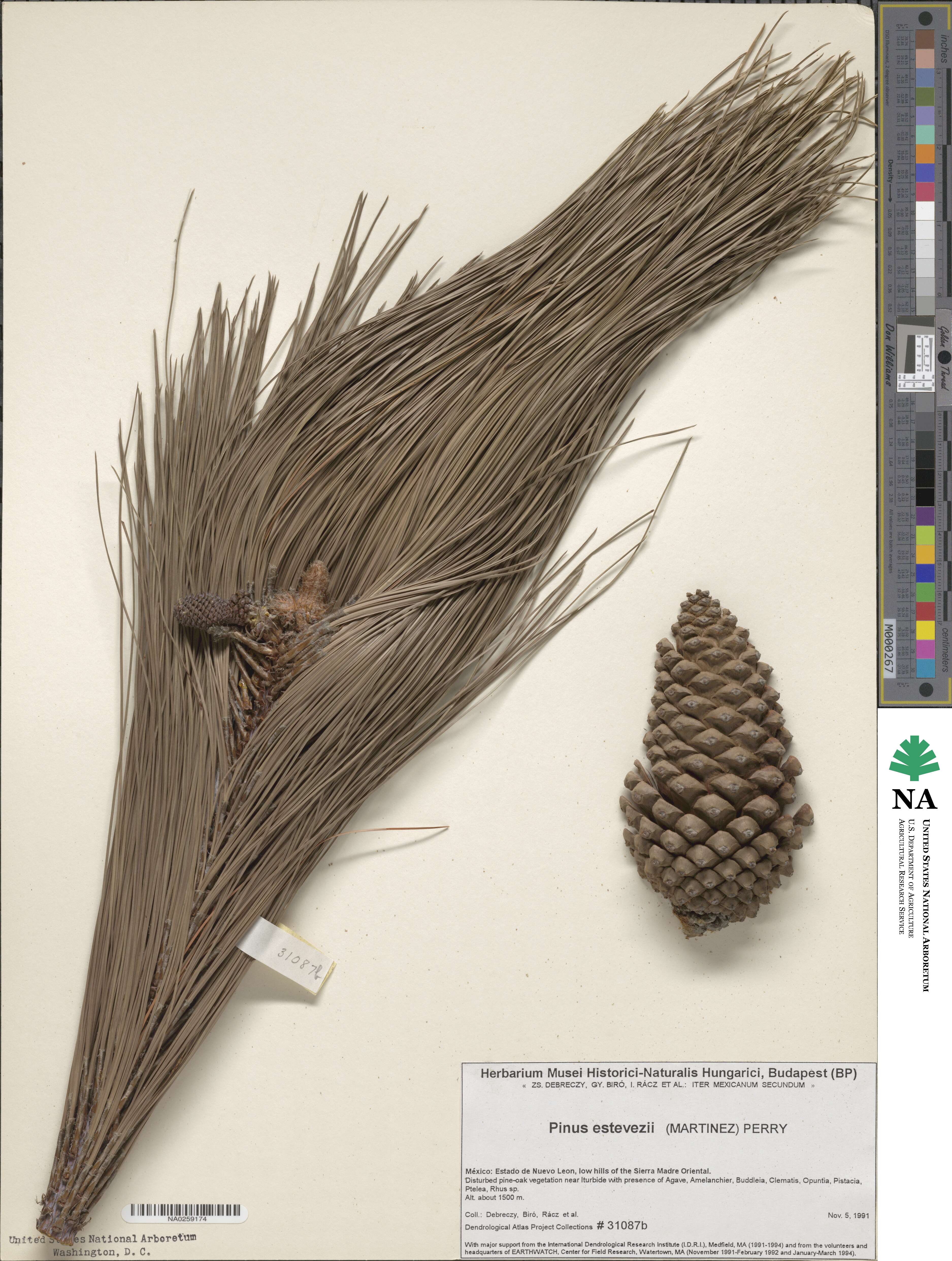 Pinus pseudostrobus var. pseudostrobus image