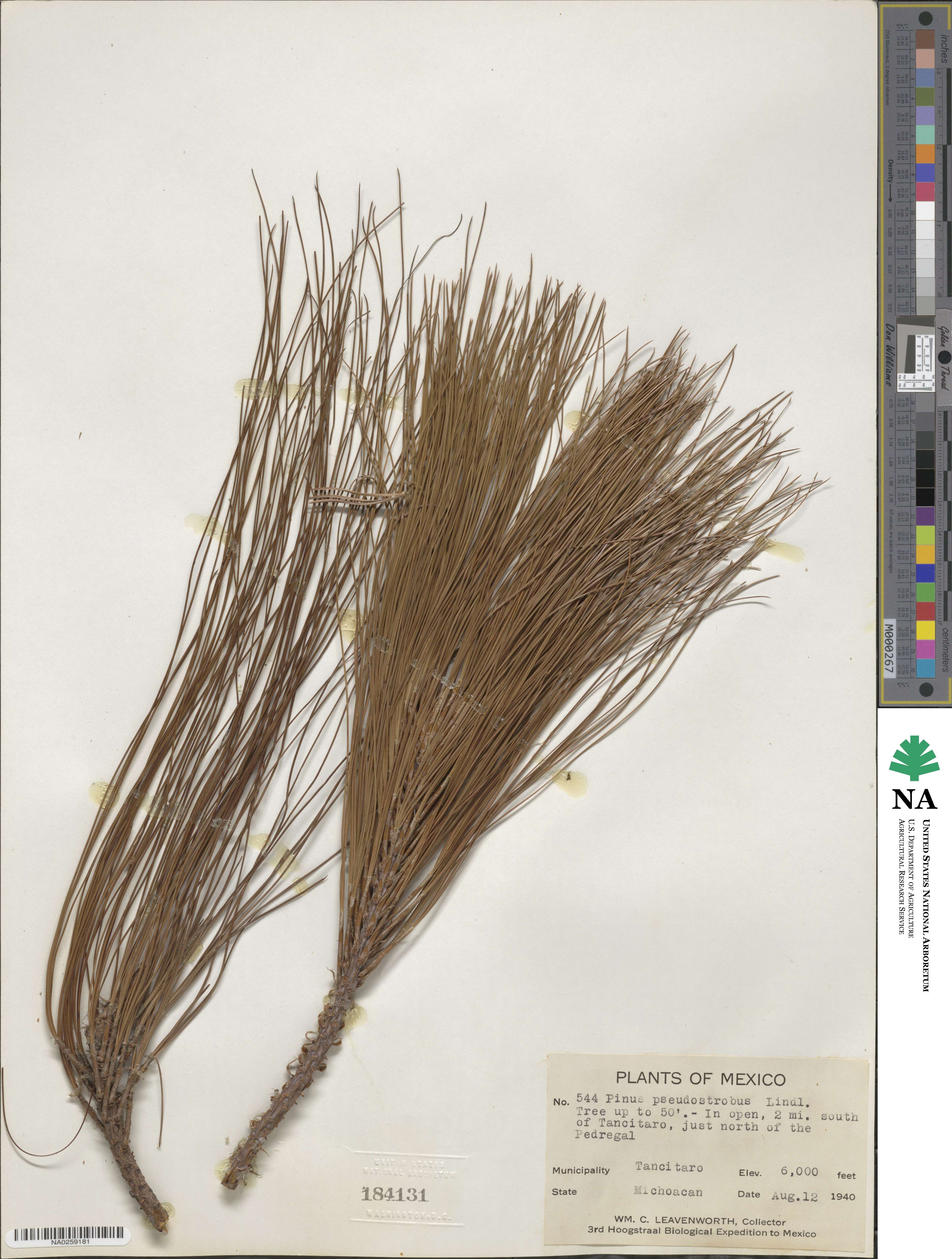 Pinus quadrifolia image